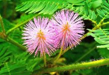 Cây Mắc Cỡ